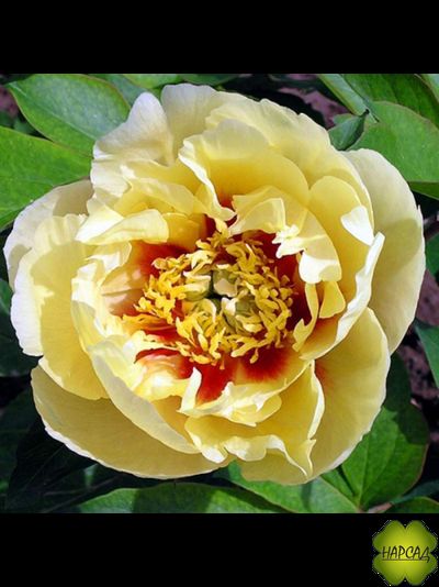 ПИОН ДРЕВОВИДНЫЙ ИТО-ГИБРИД "БОРДЕР ЧАРМ" зимовавший взрослый саженец