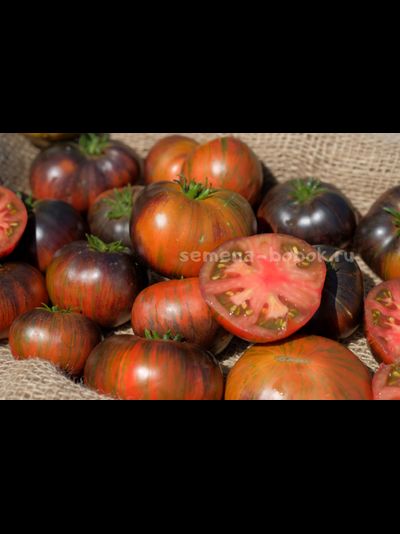 Томат Dwarf Rebel Starfighter Dipper&#039;s Delight (Гном Восставший Звездный Истребитель Восторг Диппера), 10 шт