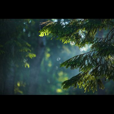 ЭКСКУРСИЯ «ЗАГАДКИ СОСНОВОГО БОРА»
