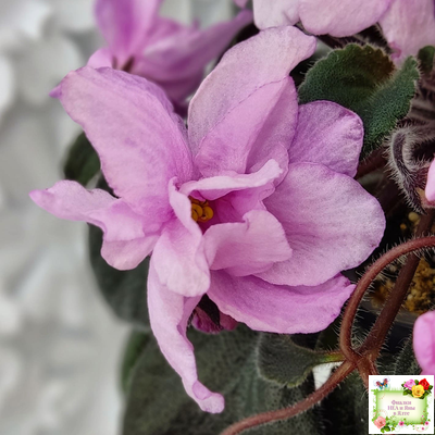 Pink Tulip Gold (японская селекция)