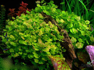 Кардамин (пучок)