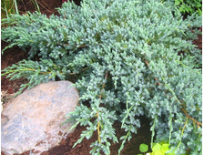 Можжевельник чешуйчатый Blue Carpet (цена: от 1500 руб)