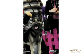 Парион (Барталина Каскад х Ренджин)