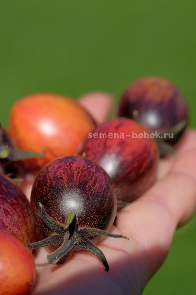 Томат Любушка, 10 шт