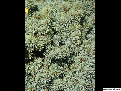 Ель колючая Пали