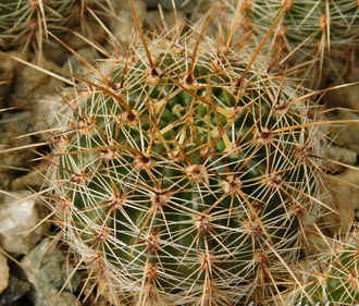 Lobivia aurea v.sierragrandensis WR-711b - 10 семян
