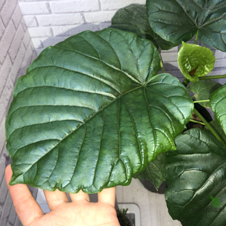 Фикус Умбеллата / Ficus Umbellata