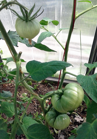 Семена томата Бабушка Боуз