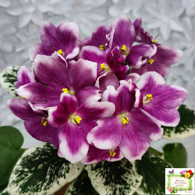 KZ-Источник Вдохновения (И. Заикина) 2023 г.