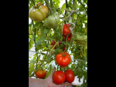 Томат Мамина любовь