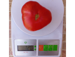 Томат Буйная красотка (Lovely lush,  Прекрасный пышный)