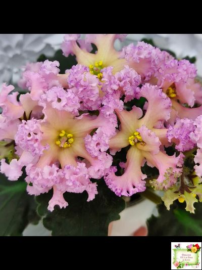 РМ-Оранжевое Лето (Н. Скорнякова) 2022 г. (детка)