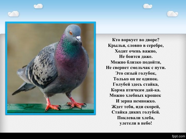 слушать песню сизый голубок. слушать песню сизый голубок. стонет сизый голубочек дмитриев. о голубка моя ноты. слова песни смилой мой дедоче.