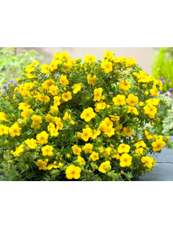 Лапчатка кустарниковая Goldstar