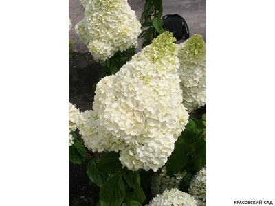 Гортензия метельчатая Силвер Доллар