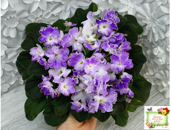 LV-Цветы для Любимого (Л. Шевелева) 2025 г. трейлер (клакамасный лонг)