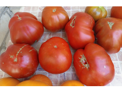 Томат Большая чёрная паста Кэрол Чико (Carol Chyko's Big Paste Black)