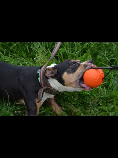 Doglike Мяч С ЛЕНТОЙ большой (Оранжевый)