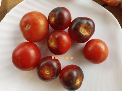 Томат Синее яблоко (Blue Apple)