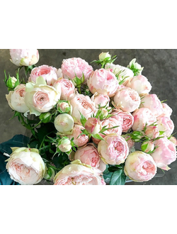 Романтик Пепита (Romantic Pepita)