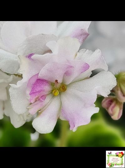 LV-Мариночка (Л. Шевелева) 2023 г. (клакамас бастл-листва с кроновой пестролистностью)