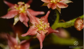 Drosera Adelae