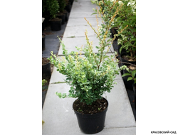Барбарис Тунберга Kelleris - фото в горшке - красовский-сад.рф
