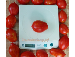 Томат Бешеная полосатая груша (Stripearanoid, США)