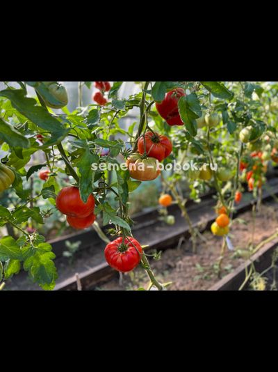 Томат Red Brandywine, Landis Valley (Красный Брендивайн Долина Лэндис), 10 шт