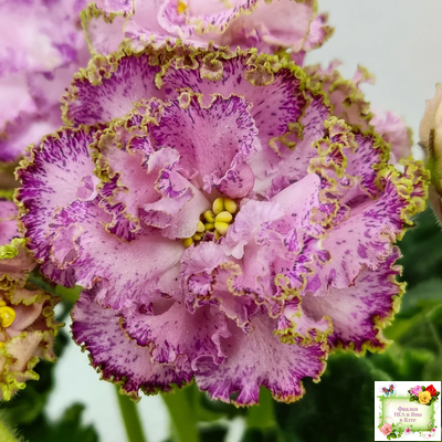 ЛЕ-Медуница (Е. Лебецкая) 2020 г. (сортовая омоложенная розетка)