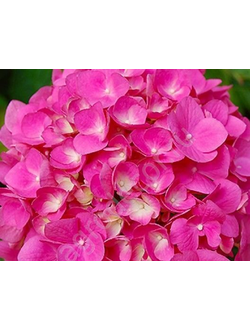 Гортензия крупнолистная Фриденштей (Hydrangea macrophylla Freudenstein)