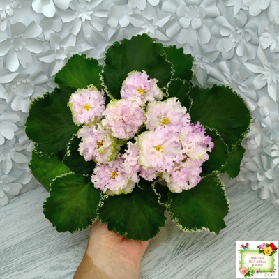 АВ-Богатая Невеста (Фиалковод) 2020 г.