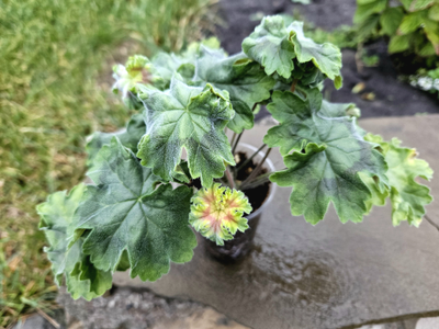 Пеларгония Bonas Cream