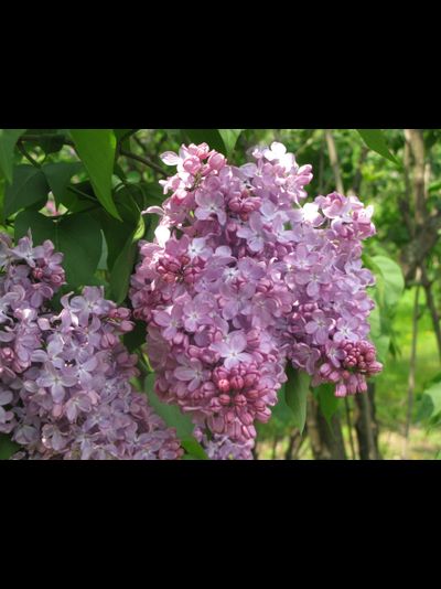 Мадам Розель