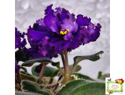 РМ-Черный Оникс (Н. Скорнякова) 2023 г.