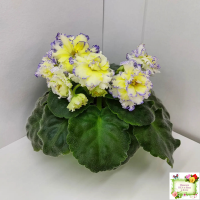 ЛЕ-Золото Нибелунгов (Е. Лебецкая) 2017 г.