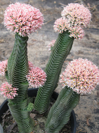 Crassula Buddha's Temple