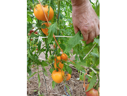 Томат Ранний оранжевый Розали (Rosalie’s early orange), США