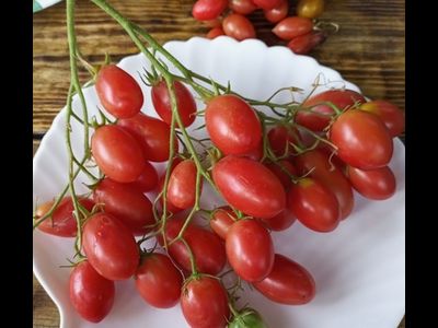 Томат Чио-чио-сан