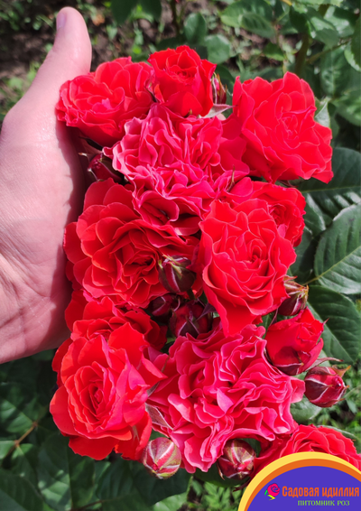 Леди оф Белград (Lady of Belgrade)