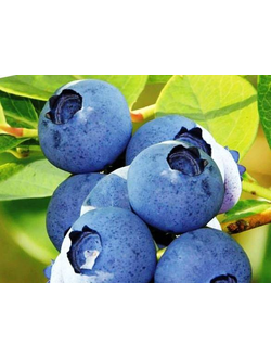 Голубика Блюголд, С2