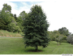 Липа европейская Палида - Pallida