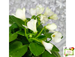 Н-Каламбур (Н. Бердикова) 2016 трейлер