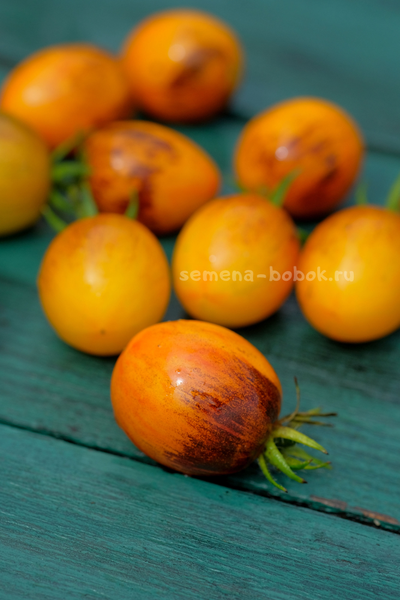 Томат Atomic Sunset (Атомный Закат), 10 шт