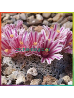 Mammillaria hermosana VZD 1181