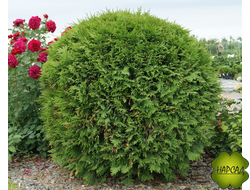 Туя западная "Вудварди" (саженец 40 см)