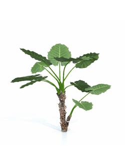 тропические Алоказия крупнокорневая 01 04