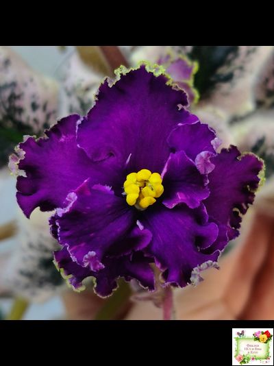 РМ-Глаз Дракона (Н. Скорнякова) 2021 г.