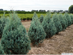 Можжевельник Вичита Блю - Wichita Blue