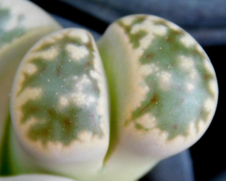 Lithops karasmontana ssp.bella C108 - 10 семян